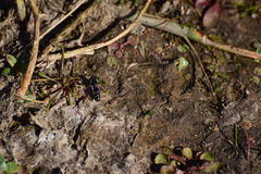 Pseudoscaeva diversifasciata