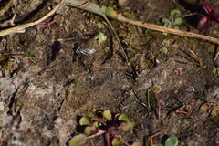 Pseudoscaeva diversifasciata