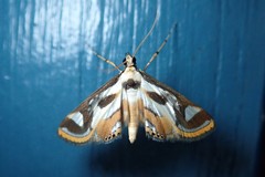 Theila siennata