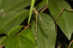 Synlestes selysi