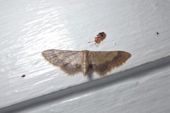 Idaea trypheropa