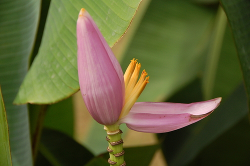 Flowering Banana