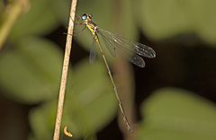 Synlestes selysi