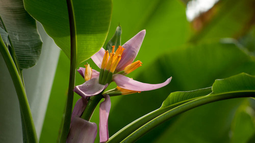 Flowering Banana