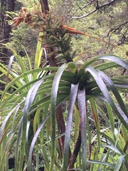 Dracophyllum traversii