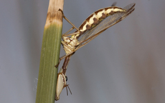 Paramantispa prolixa