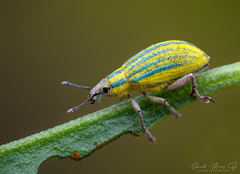Platyaspistes glaucus