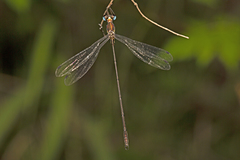 Synlestes selysi