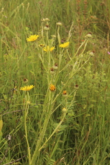 Berkheya speciosa