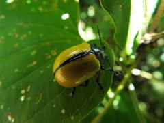 Leptinotarsa cacica