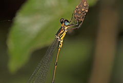 Synlestes selysi