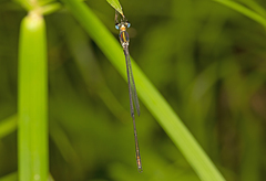 Synlestes selysi