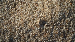 Heliastus sumichrasti