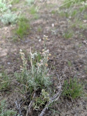 Artemisia pedatifida