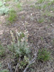 Artemisia pedatifida