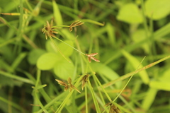 Cyperus flavescens