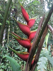 Heliconia bihai
