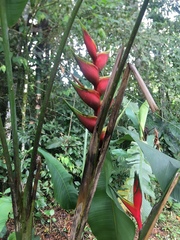 Heliconia bihai