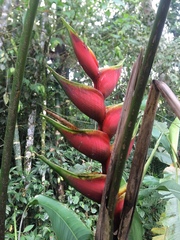 Heliconia bihai