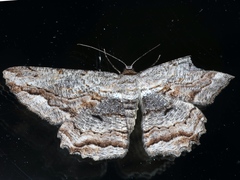 Scioglyptis lyciaria