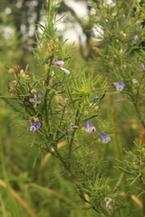 Psoralea glabra