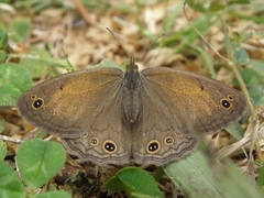 Pharneuptychia phares