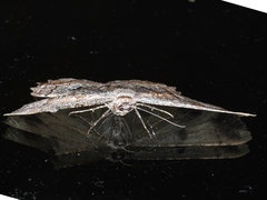 Scioglyptis lyciaria
