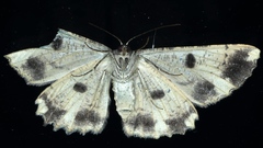 Scioglyptis lyciaria