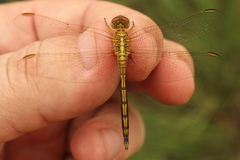 Orthetrum abbotti