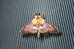 Aetholix flavibasalis