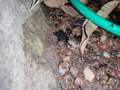 Pleurodema brachyops