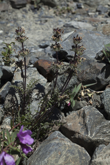 Pedicularis anthemifolia
