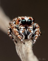 Paraphilaeus daemeli