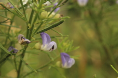 Psoralea glabra