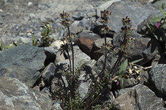 Pedicularis anthemifolia