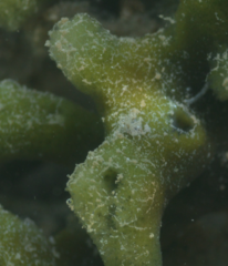 Callyspongia subarmigera