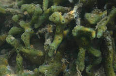 Callyspongia subarmigera