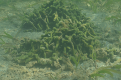 Callyspongia subarmigera