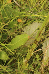 Berkheya speciosa