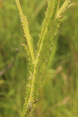 Berkheya speciosa