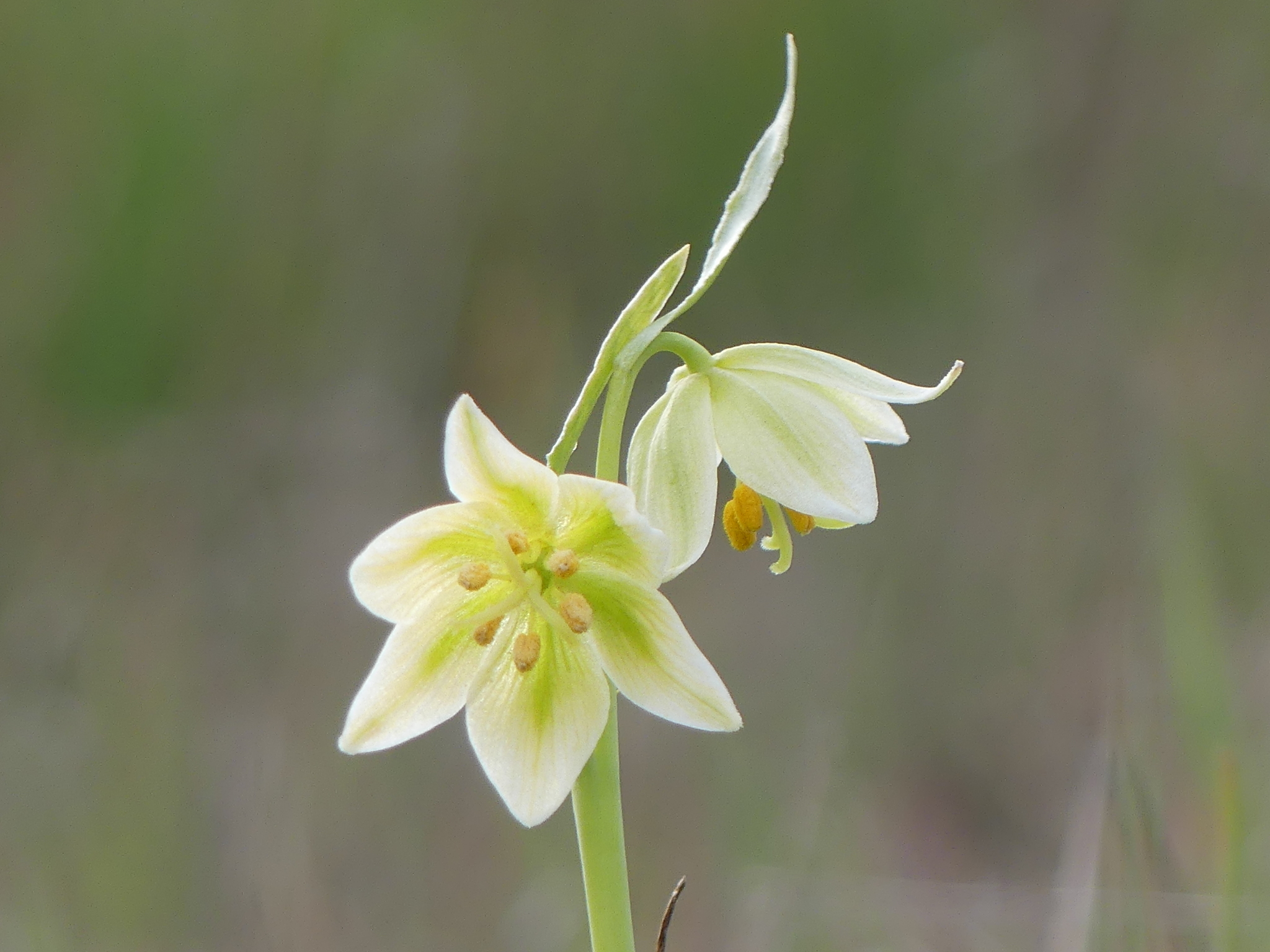 Fritillaria liliacea