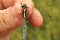 Orthetrum hintzi