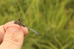 Orthetrum hintzi