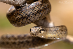 Galvarinus chilensis