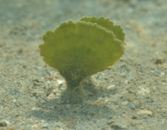 Udotea orientalis