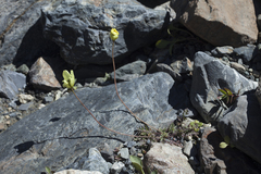 Papaver pseudocanescens