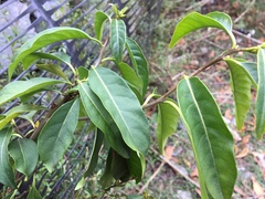 Cryptostegia grandiflora