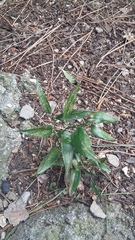 Ruscus