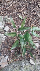 Ruscus