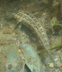 Parapercis lineopunctata